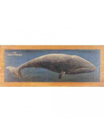 La baleine grise/ The gray whales
